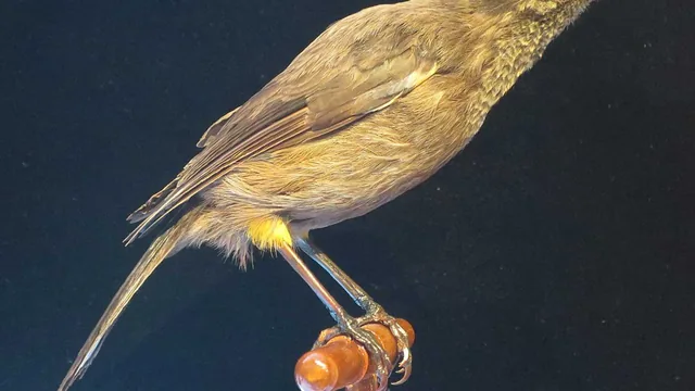 Imagem: O Último canto dos Pássaros